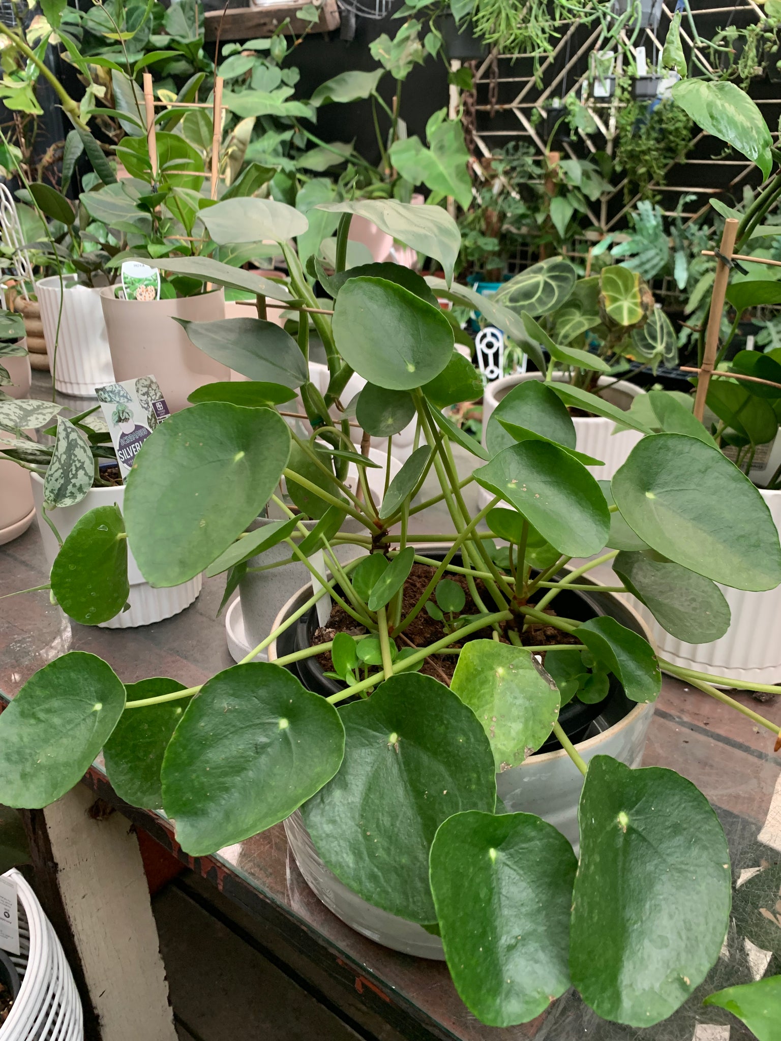 Pilea Peperomiodes