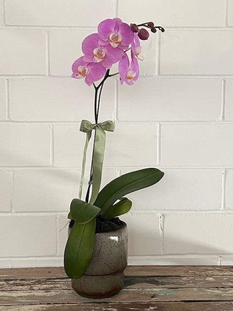 Potted Orchid