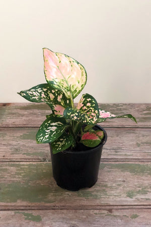 Aglaonema