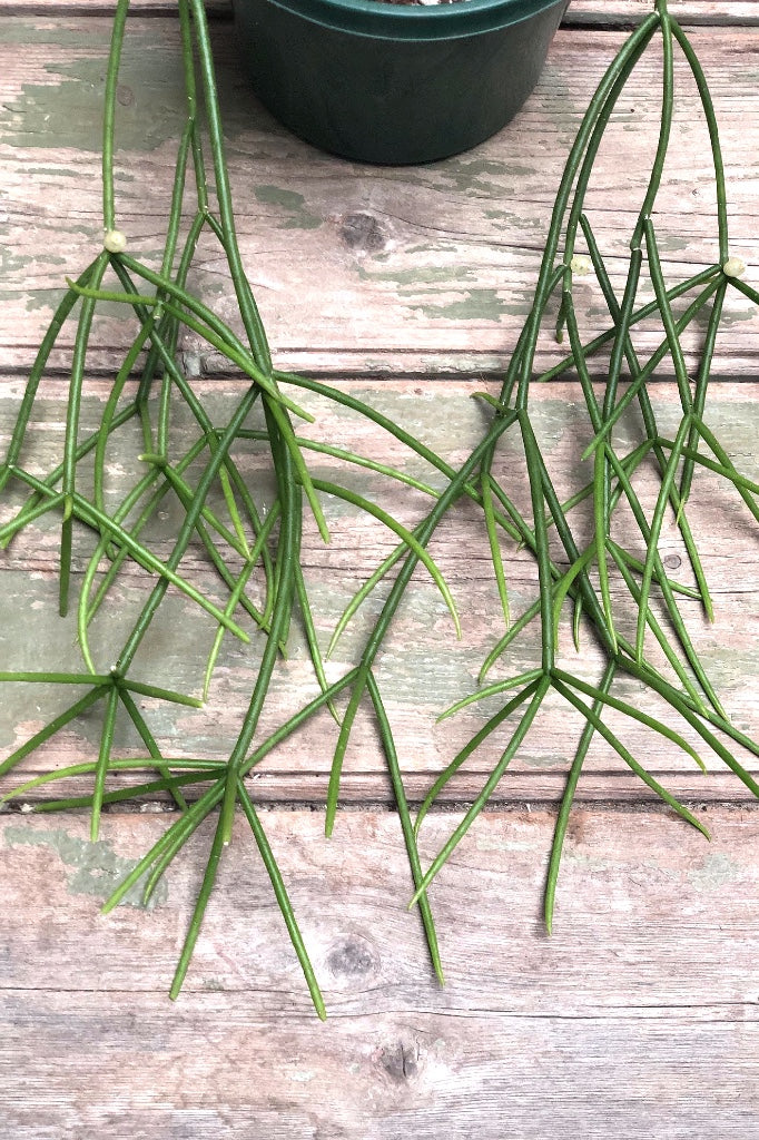 Rhipsalis Baccifera