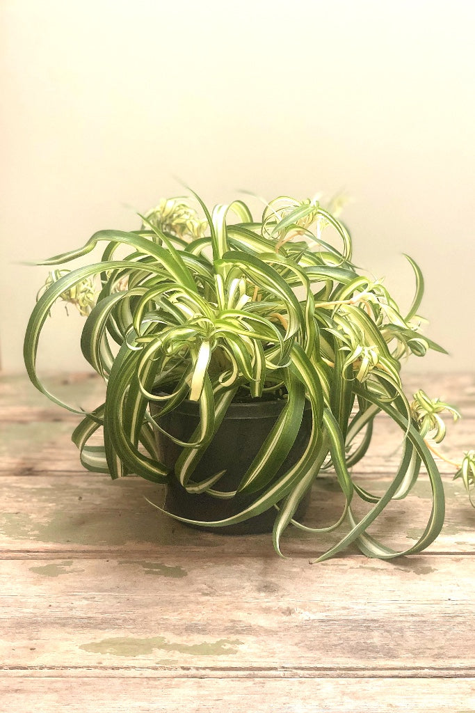 Curly Spider Plant