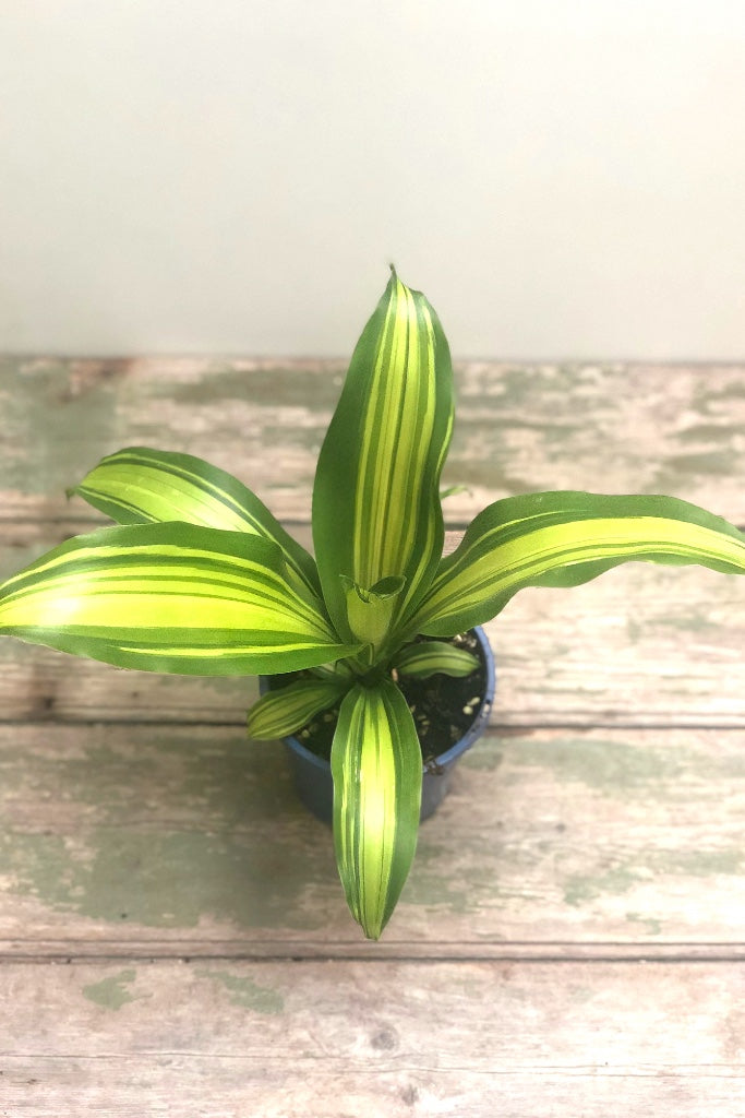 Dracaena 'Happy Plant'