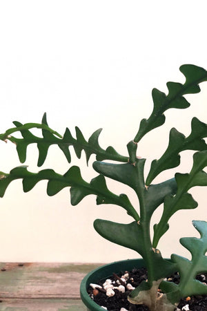 Fishbone Cactus