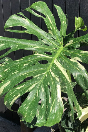 Variegated Monstera - Thai Constellation