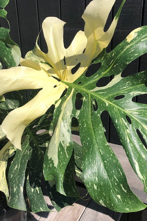 Variegated Monstera - Thai Constellation