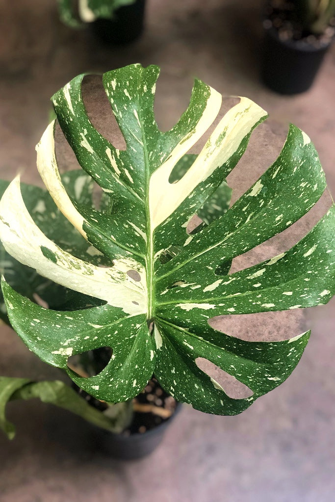 Variegated Monstera - Thai Constellation