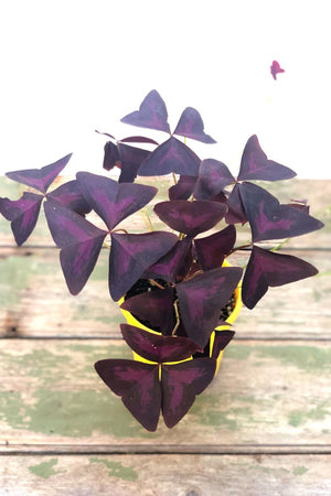 Oxalis Triangularis