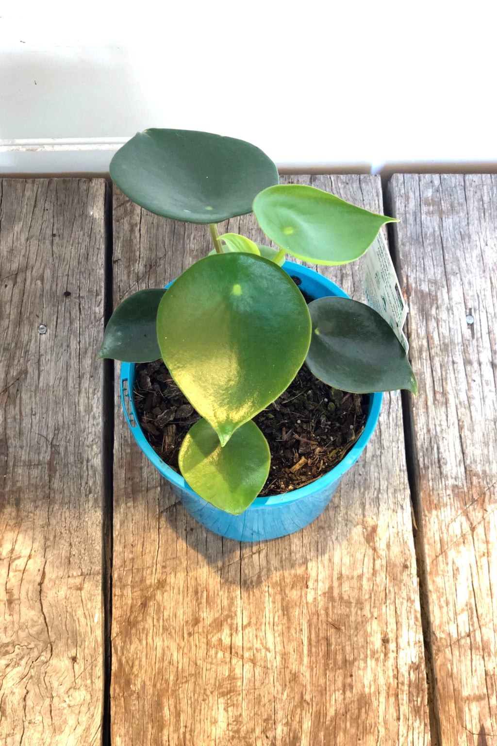 Peperomia Raindrop