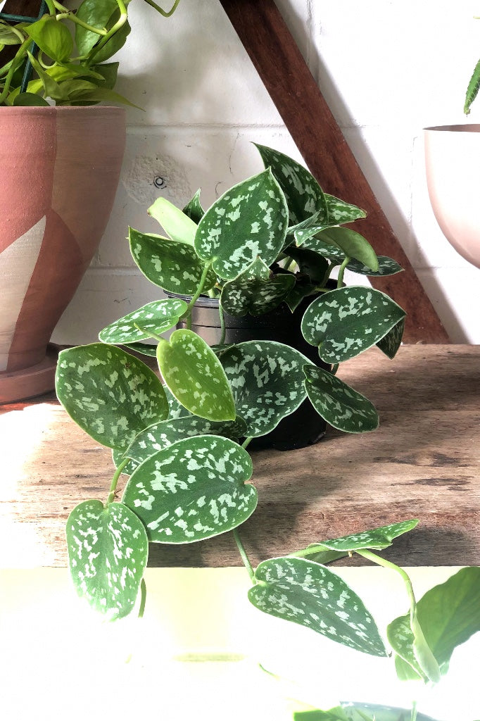 Satin Pothos