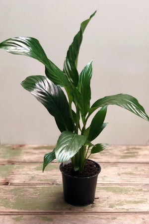 Peace Lily