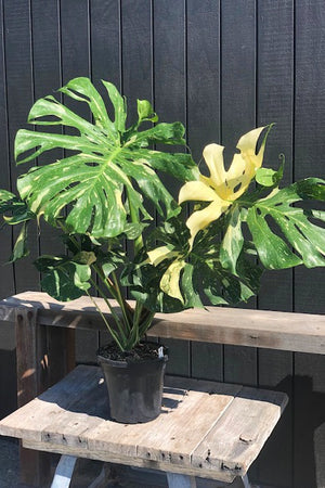 Variegated Monstera - Thai Constellation