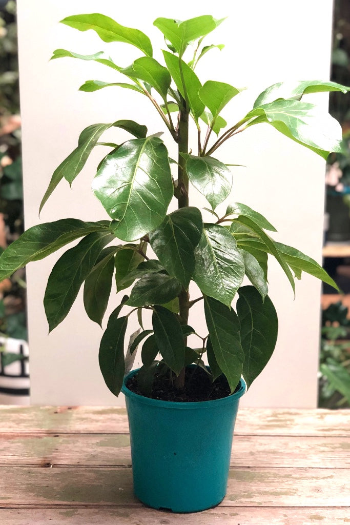 Umbrella Tree – LittleLeafCo