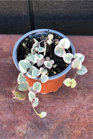 Variegated Chain of Hearts