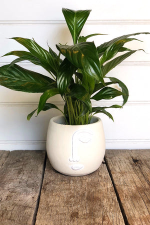 Stone Face Planter with white detail