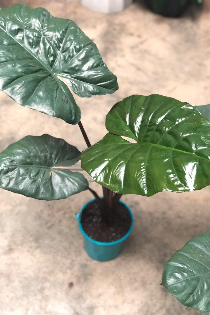 Alocasia Yucatan Princess