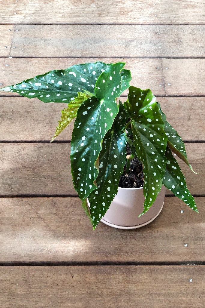 Polka Dot Begonia