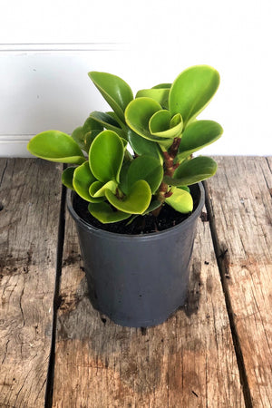 Peperomia Jade