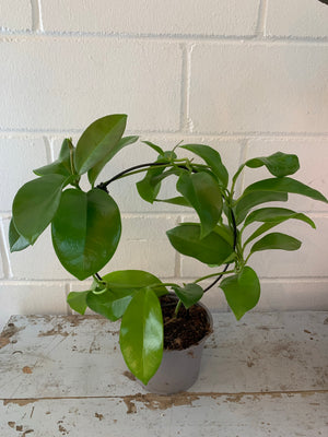 Hoya Topiary